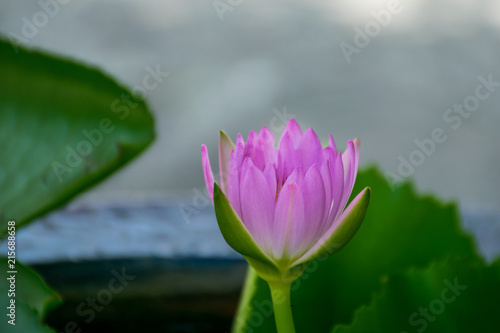 Light purple lotus blooming in the small pond