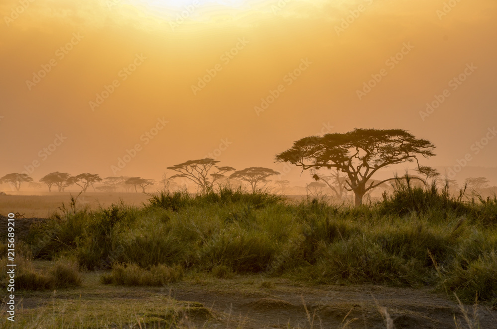 Naklejka premium sunset in the savannah