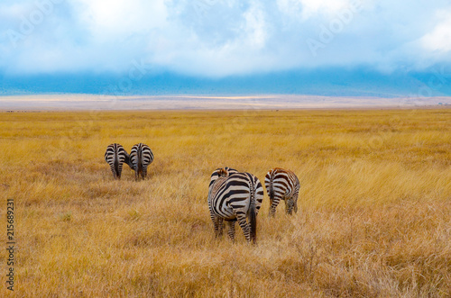 zebras on african safari