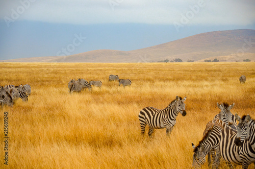 zebras on african safari