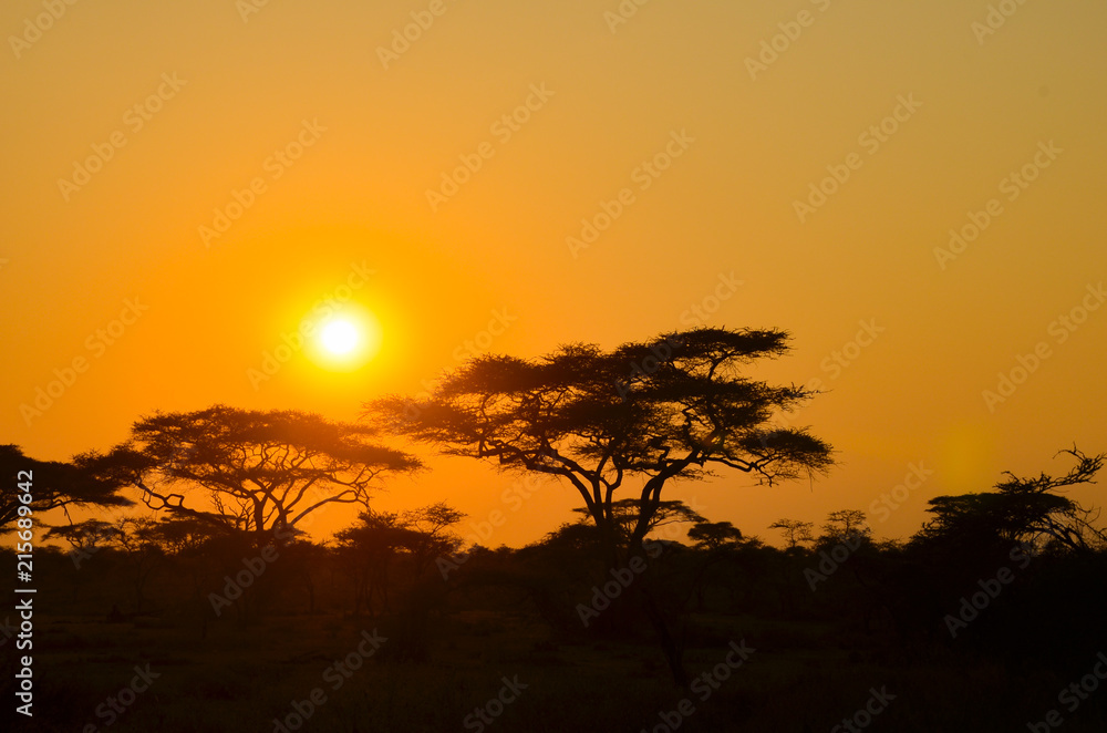 Sunset on African safari
