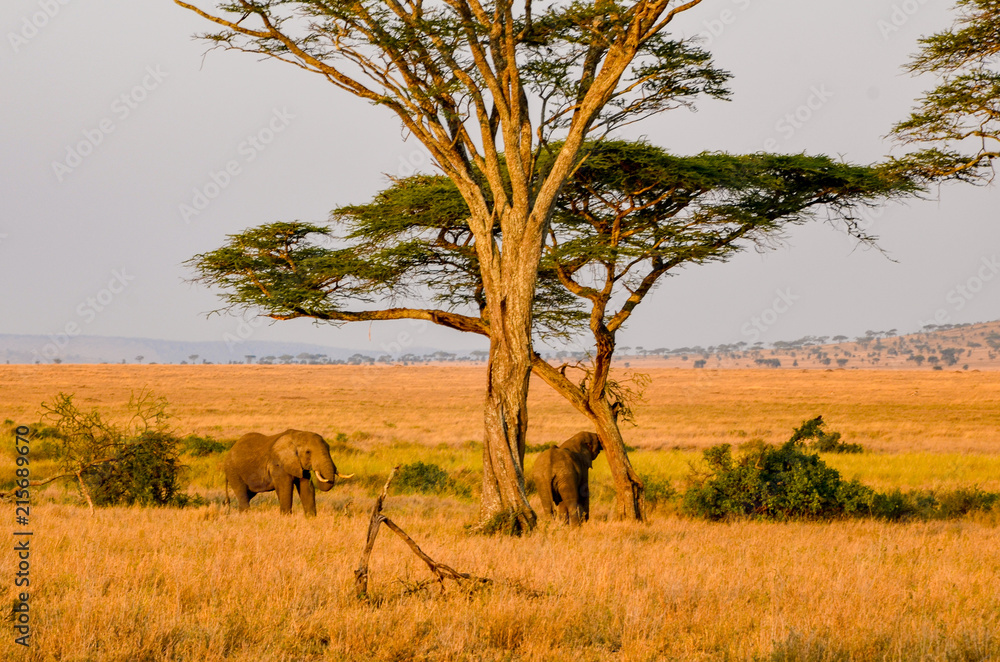 Elephants on African safari
