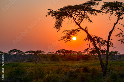 Sunset on African safari © Massimo