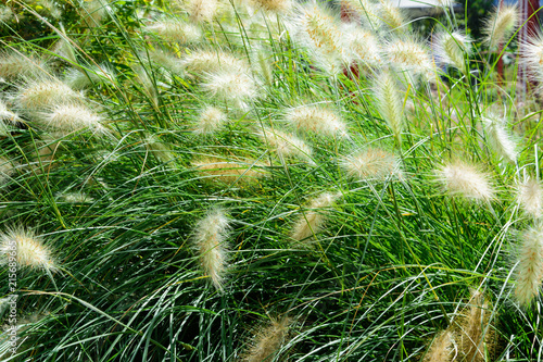 Photo plant background sedge grass with white fluffy ears