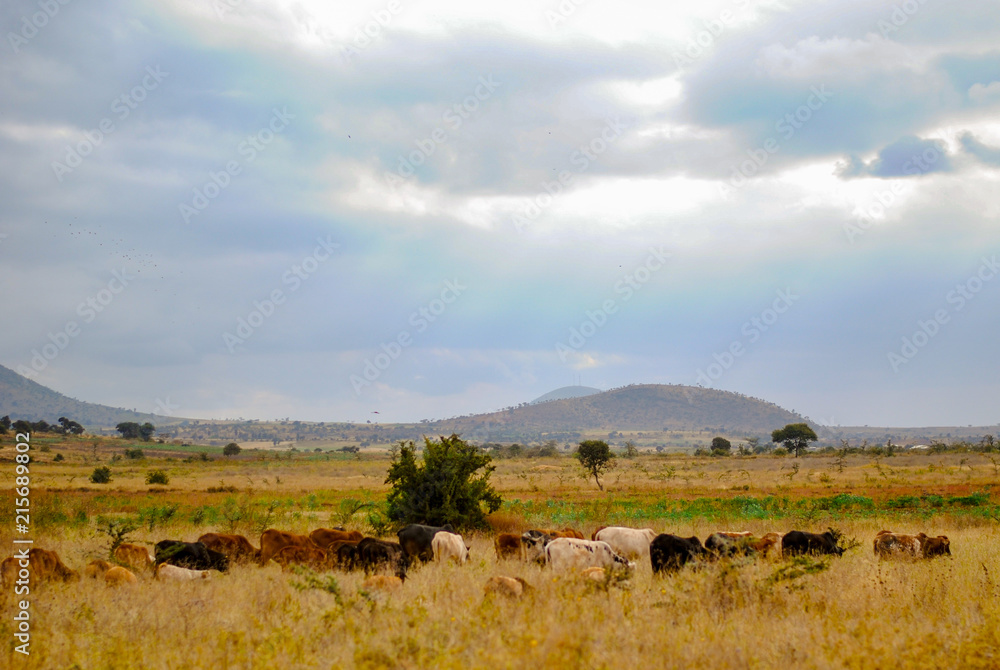 Farming landscape in Tanzania