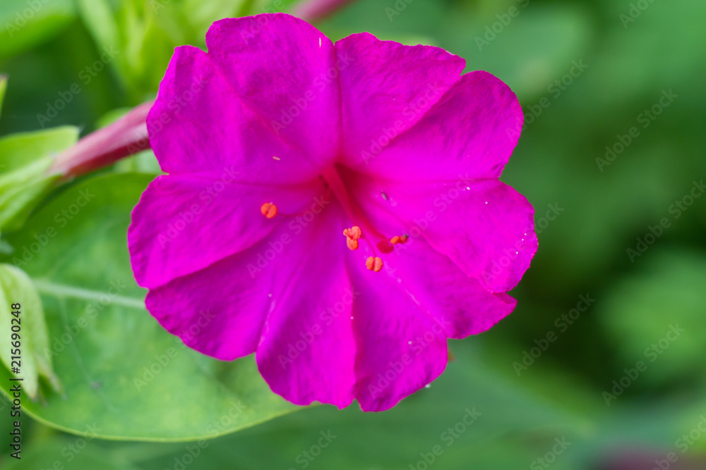 mirabilis jalapa in summer garden mirabilis jalapa in summer garden