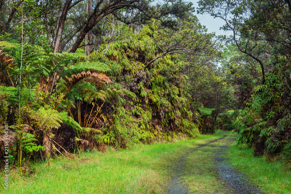impressive vegetation along a nature trail in volcano national park on big island hawaii impressive vegetation along a nature trail in volcano national park on big island hawaii