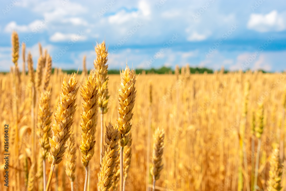 beautiful wheat field, rural countryside in sunny day beautiful wheat field, rural countryside in sunny day