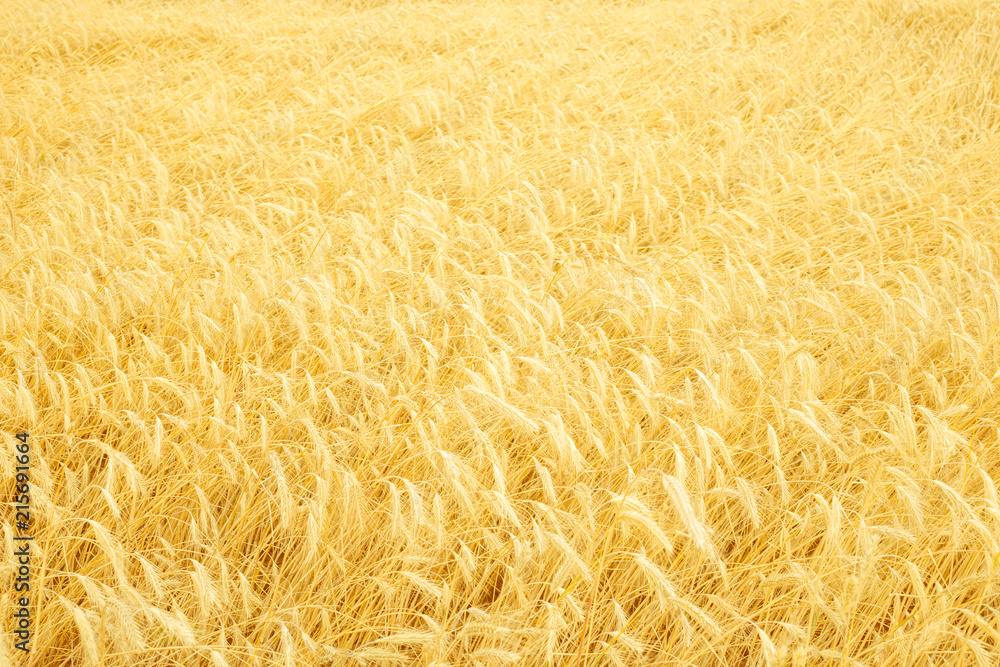 ripe golden wheat field like background by summertime ripe golden wheat field like background by summertime