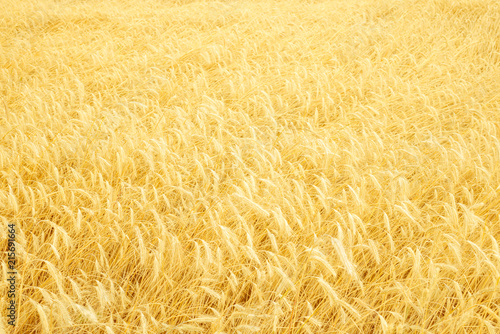 ripe golden wheat field like background by summertime