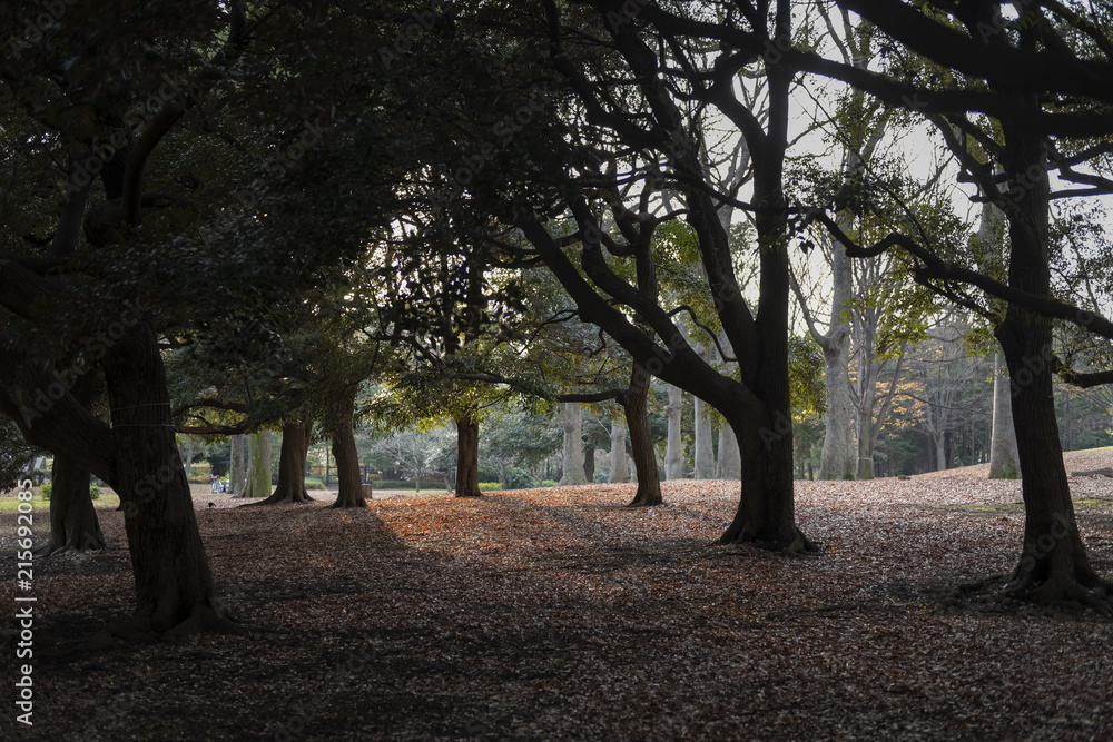 parc arboré