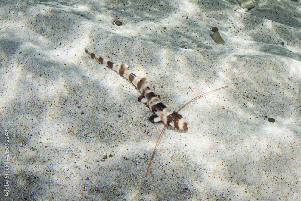 Naklejka premium Juvenile Raja Epaulette Shark