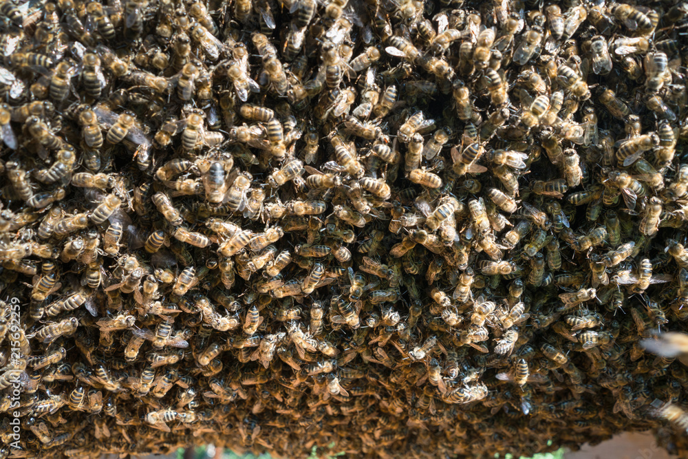 Bee swarm Bee swarm