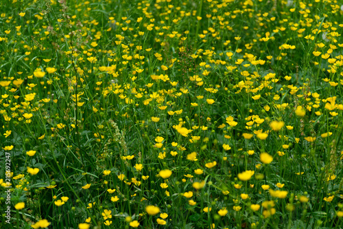 dandelion field with small yellow flowers