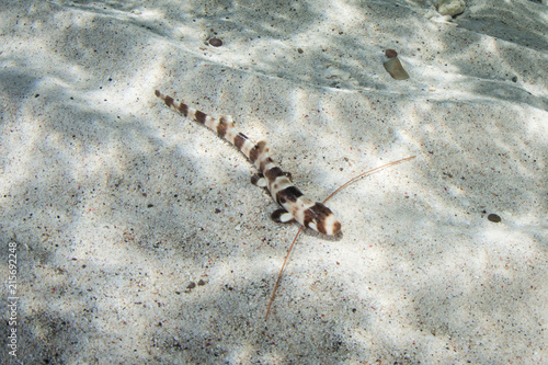 Juvenile Raja Epaulette Shark