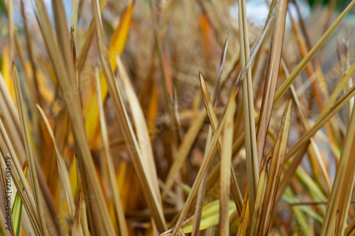 vibrant golden leaves of new zealand flax phormium agavaceae tanax dark ddelight