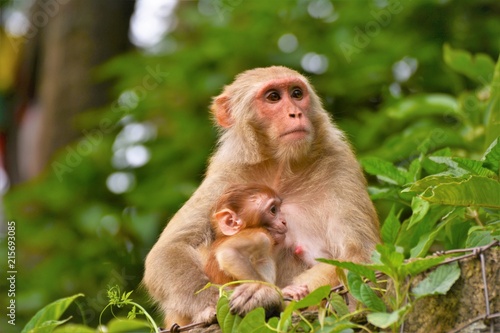 Mother monkey with her child © Kumod