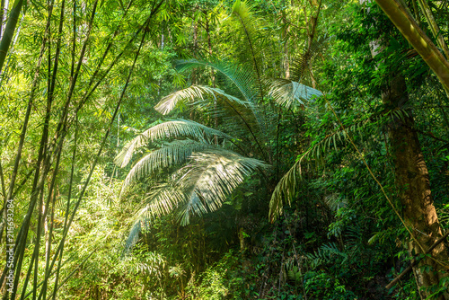 Big fronds from a fern in the tropical forest and jungle of the Khao Sok national park