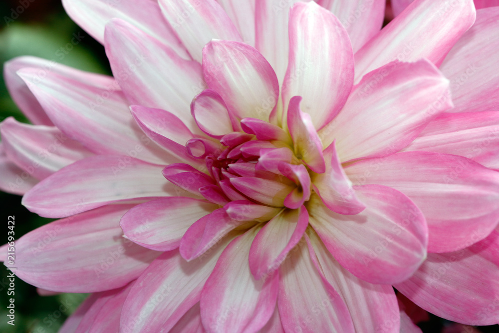 Pink-white dahlia flower in the summer garden Pink-white dahlia flower in the summer garden