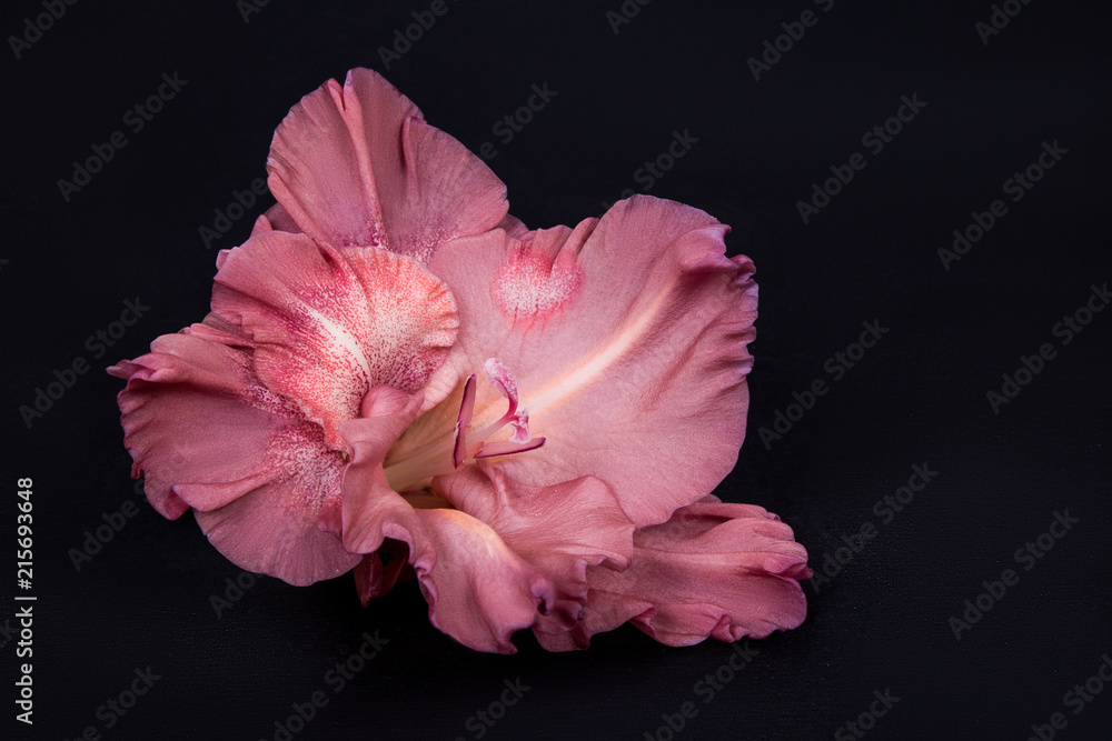 pale pink gladiolus flower on a black paper background pale pink gladiolus flower on a black paper background