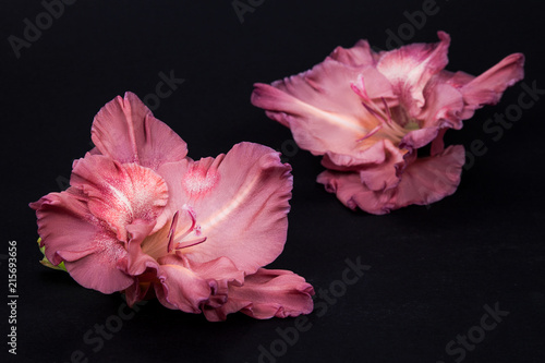  pale pink gladiolus flower on a black paper background