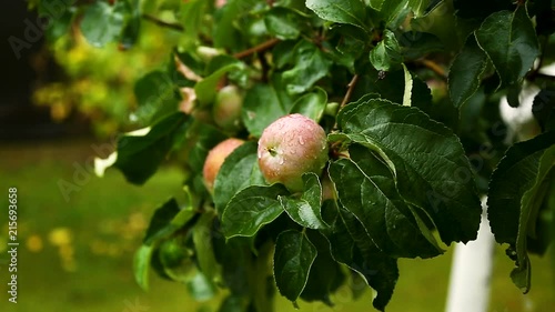 large green apple on an apple tree photo