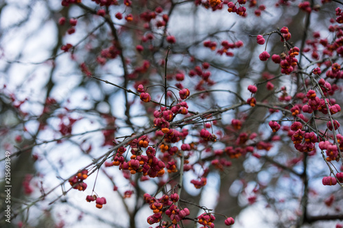 red berry plant close up in winter © DSGNSR