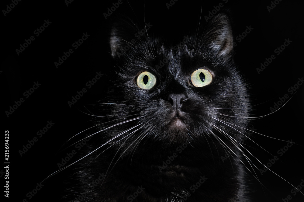 Postcard for Halloween: portrait of a black cat