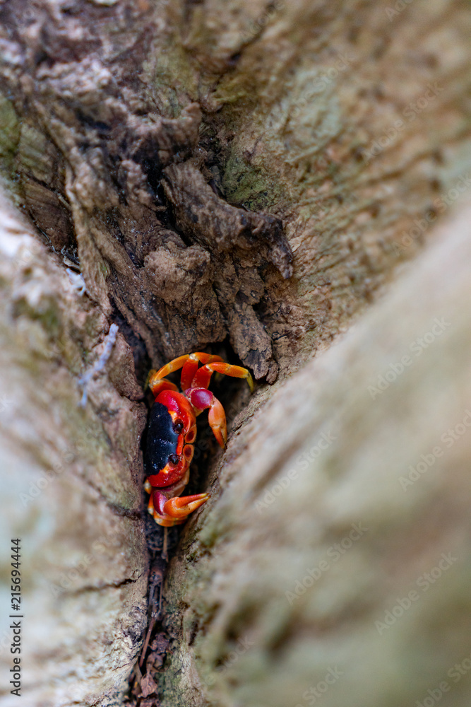 Land crab with bright red color. Photographed in a swamp on the island of Martinique. Natural colors and light. Land crab with bright red color. Photographed in a swamp on the island of Martinique. Natural colors and light.