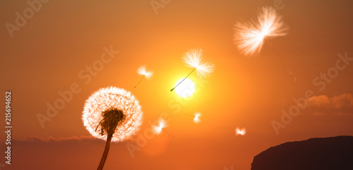 Fototapeta Naklejka Na Ścianę i Meble -  Schöne Pusteblume beim Sonnenuntergang