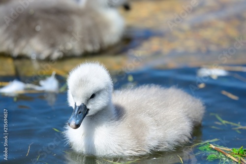Картината върху платно Portrait of a newborn mute swan cygnet (Cygnus olor) swimming in the water