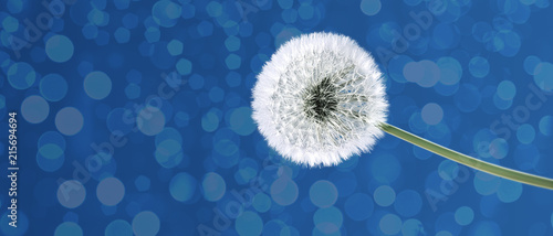 Fototapeta Naklejka Na Ścianę i Meble -  Schöne Pusteblume