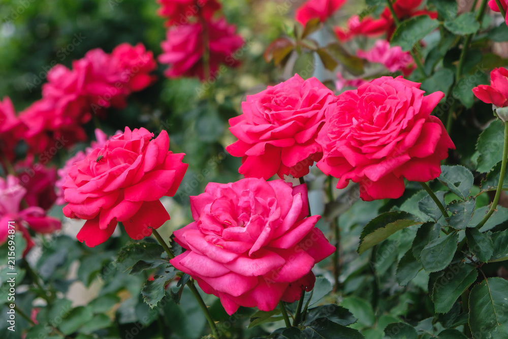 Roses Roses