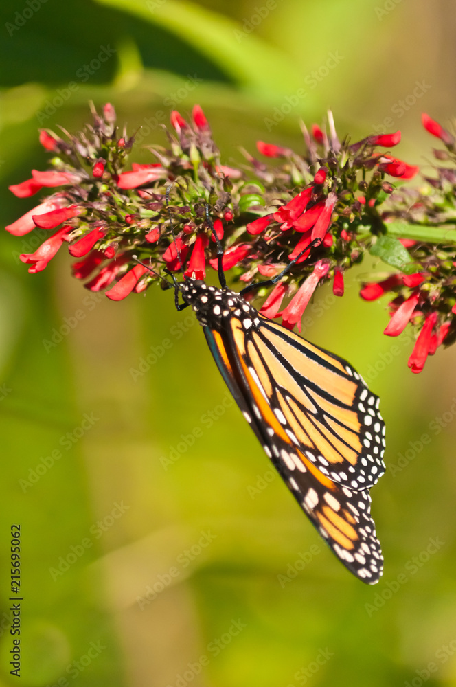 Fototapeta premium Front, view, macro of a monarch butterfly, collecting pollen from red flower blooms on a sunny, summer day 