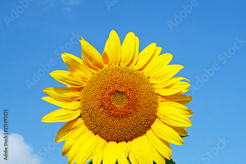 Wunderschöne Sonnenblume