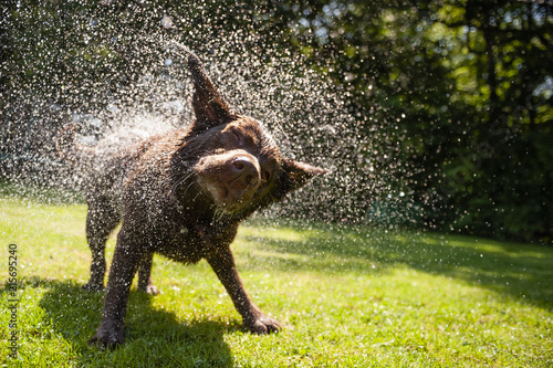 Brown labrador shake off the water create a huge amount of small drops