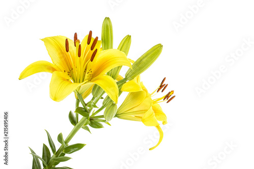 Fototapeta Naklejka Na Ścianę i Meble -  Yellow lily flower with buds isolated on a white background