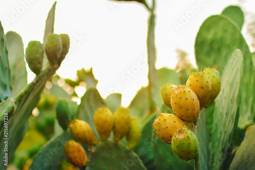 Sabres, fruits of Opuntia ficus-indica (species of cactus) , also called as Indian fig opuntia, Barbary fig, cactus pear, spineless cactus, and prickly pear. photo