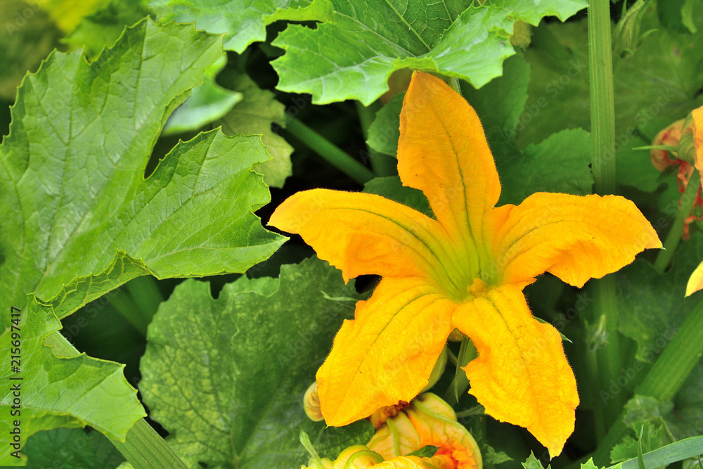 Yellow flower of zucchini with green foliage in the garden Yellow flower of zucchini with green foliage in the garden