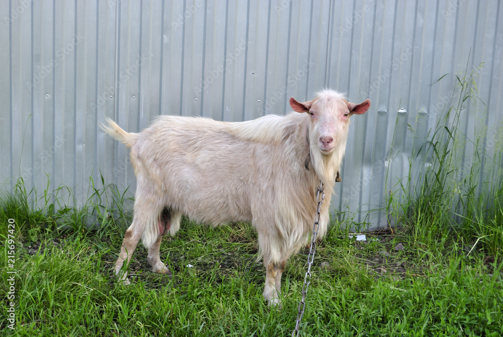 Fototapeta premium the grazing goat tied on a chain