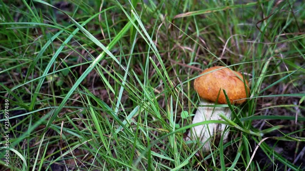 The woman found the mushroom in the grass. The woman found the mushroom in the grass.