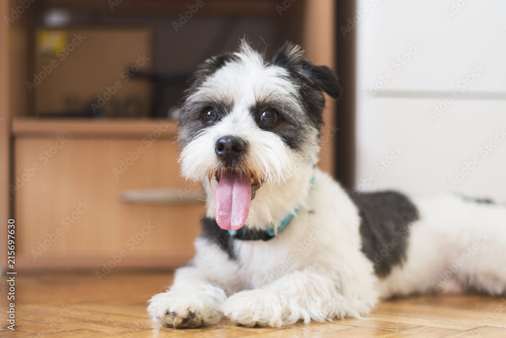 Cute terrier dog isolated. Dog head portrait. Adorable dog background