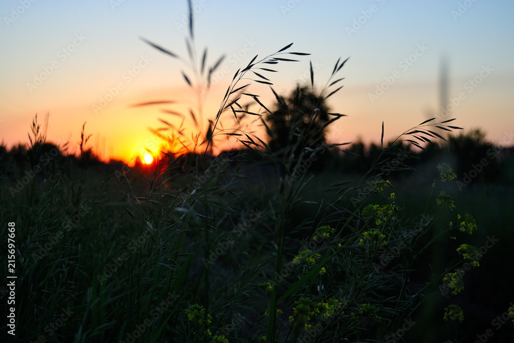 sunset in field on a summer evening sunset in field on a summer evening
