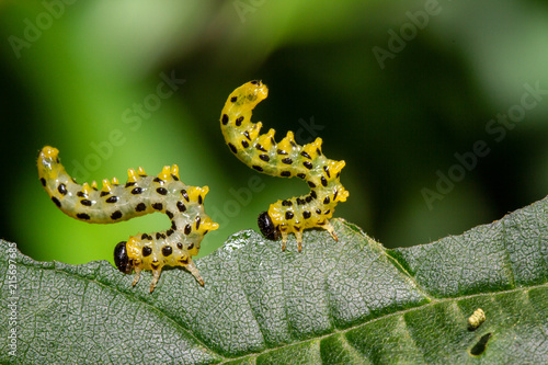 Caterpillar worms Eating A Leaf, Macro Photography © eric