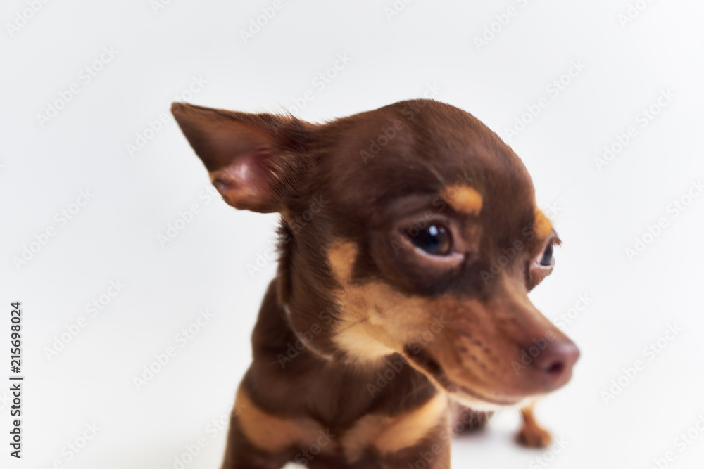 cute dog cute dog
