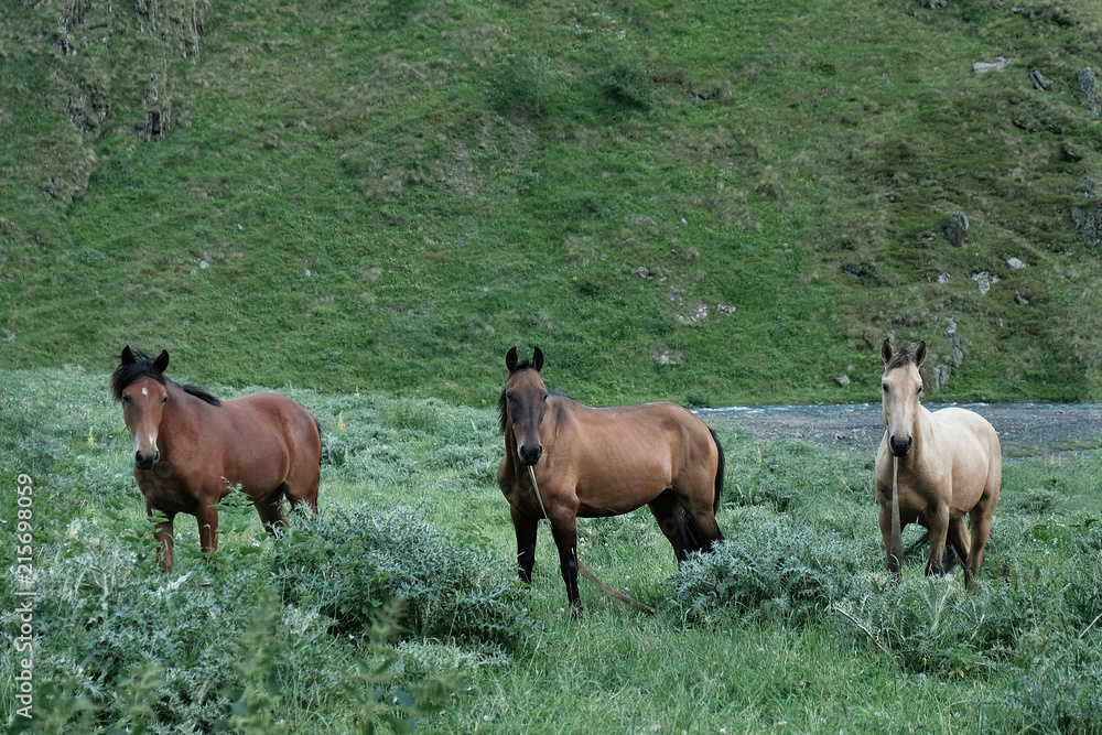 Portrait of three horses in a mountain valley.