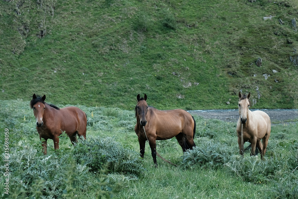 Portrait of three horses in a mountain valley. Portrait of three horses in a mountain valley.