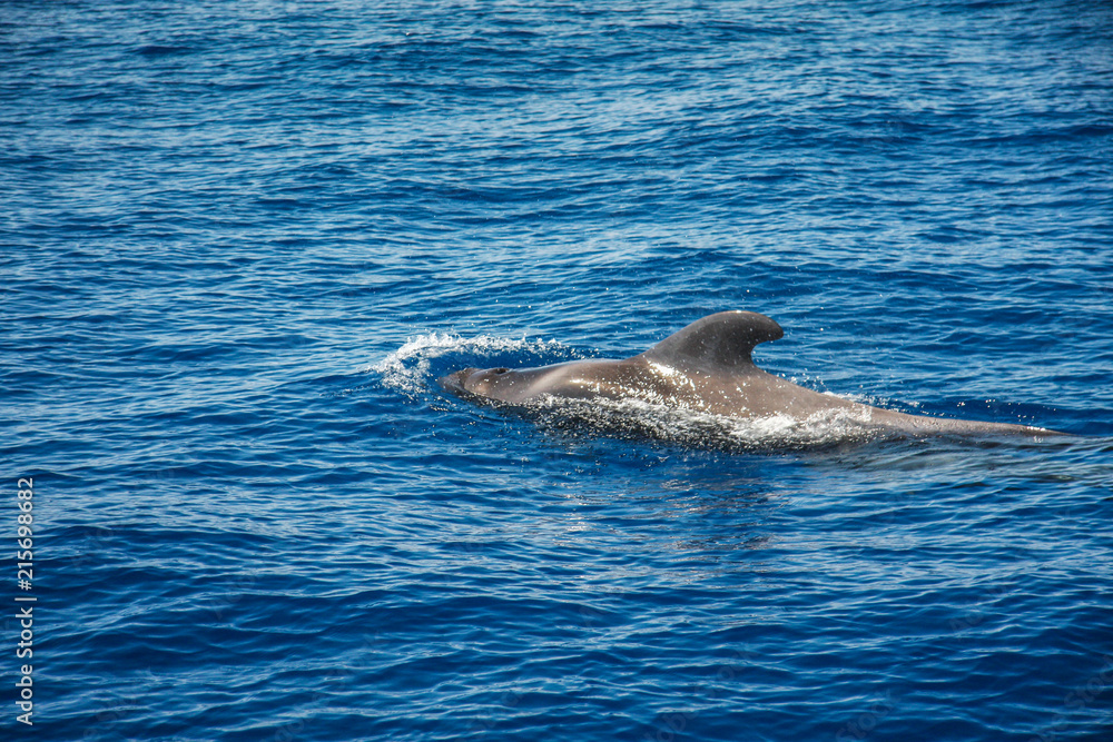 Naklejka premium Delfin bei Los Gigantes, Teneriffa
