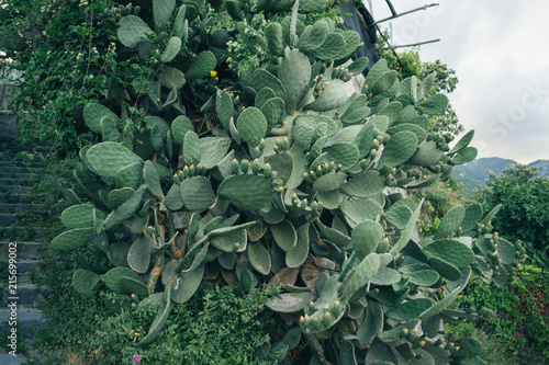 big plant cactus photo