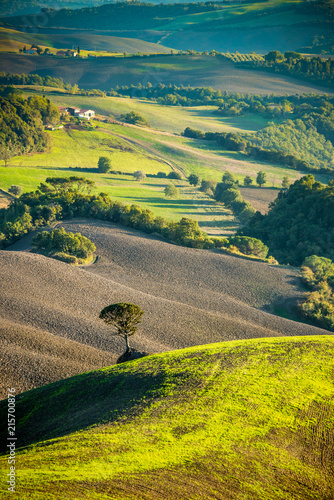 Lonely tree in a Tuscan valey.
